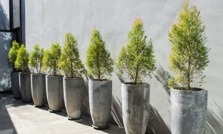 Alberi bioclimatici crescono