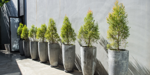 Alberi bioclimatici crescono